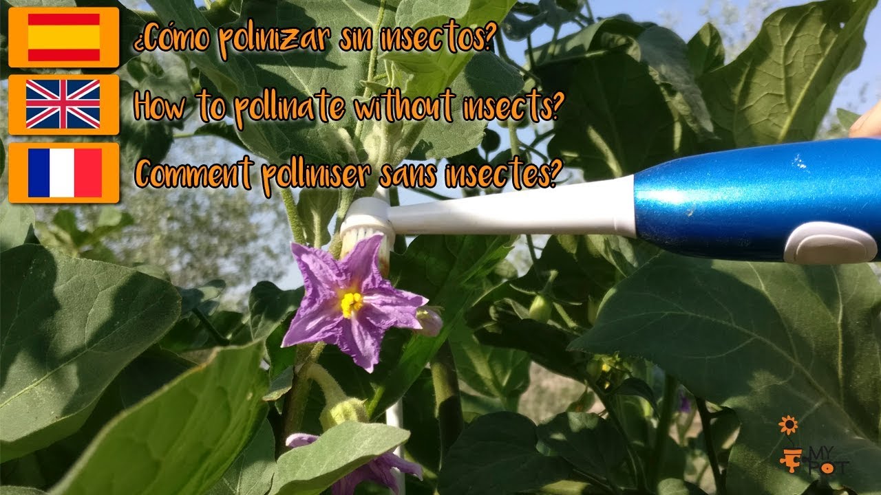 🌻🌻&iquest;C&oacute;mo polinizar sin insectos de forma f&aacute;cil?🌹🌹 How to pollinate without insects?