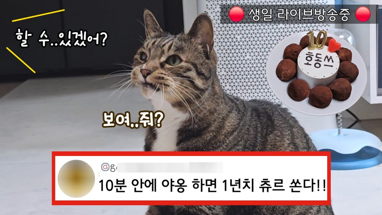 라이브로 이게 가능하다고? 실시간 천재 인증! 보는 사람이 더 흥미진진했던 고양이 생일파티 : 무조건 웃게 되는 영상 (ft.두쫀쿠)