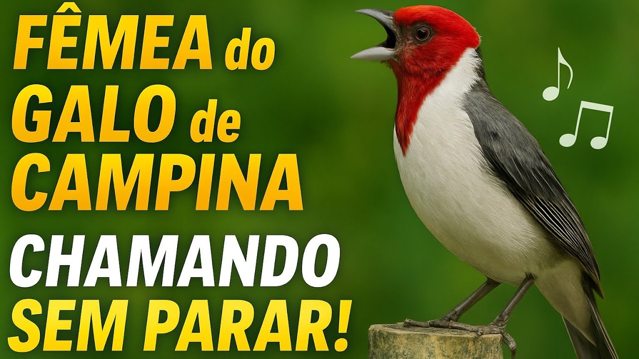 FÊMEA do GALO de CAMPINA Chamando Sem Parar! Veja Como Ela PIA FORTE para Atrair o Macho