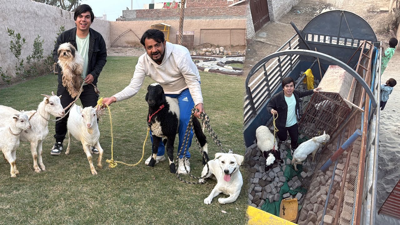 Sab Pets Ko New Zoo Me Shift Kr Dea 😍