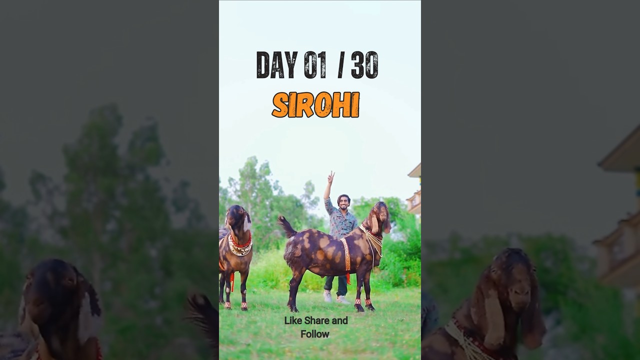 01/30 &ndash; Popular Sirohi Goat 🔥