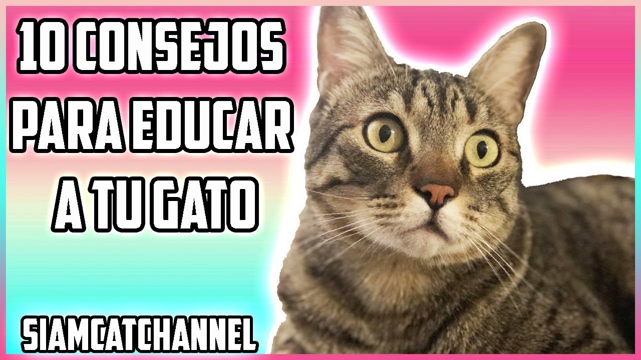 10 Consejos Para Educar a Tu Gato - SiamCatChannel