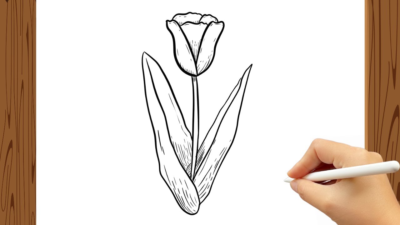 How to Draw Tulip