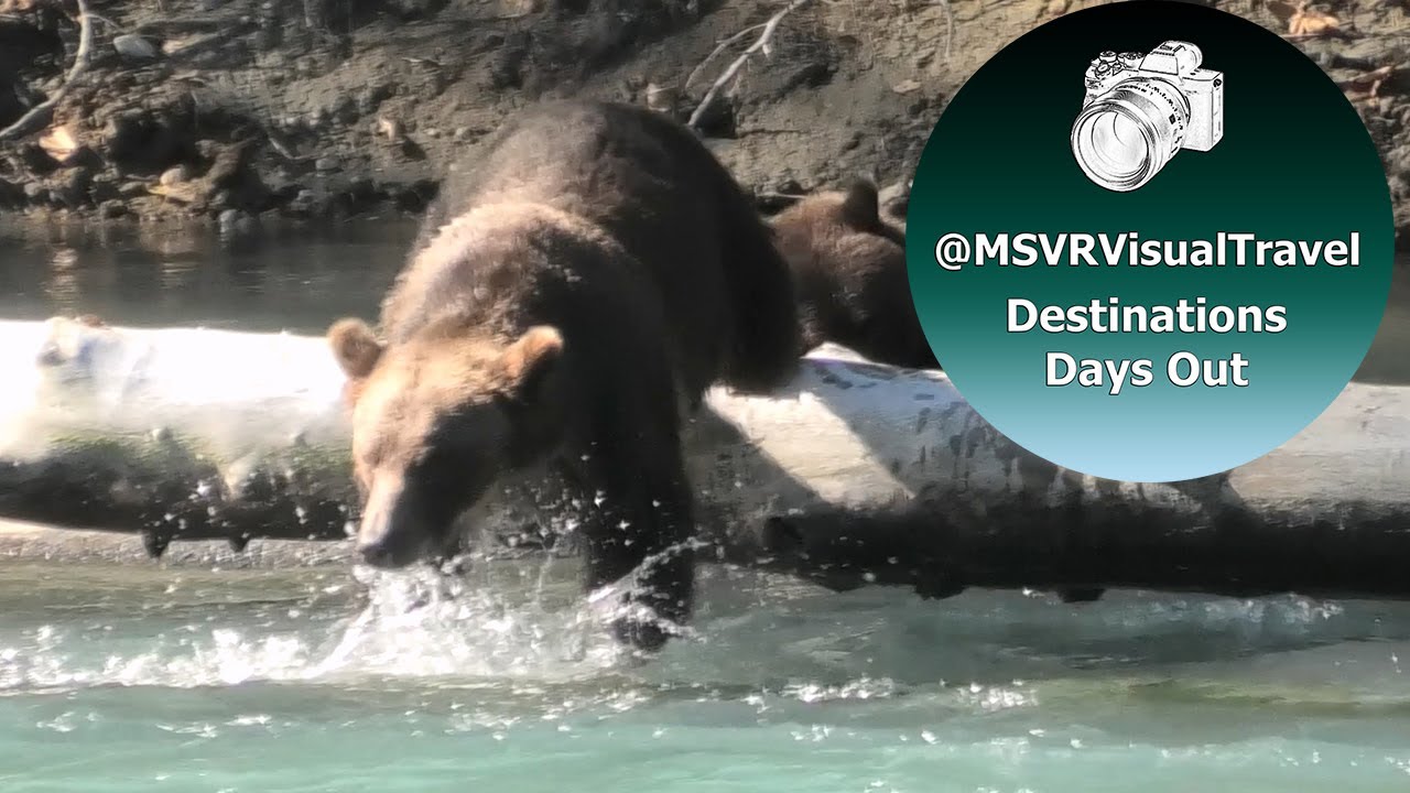 Wild Bears At Orford Bay Canada - Mother And Cub Playing