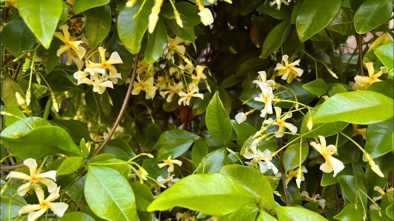 爆花😻盆栽黄色风车茉莉/大温地区络石藤盆栽经验分享(star jasmine)#盆栽风车茉莉爆花#络石藤盆栽