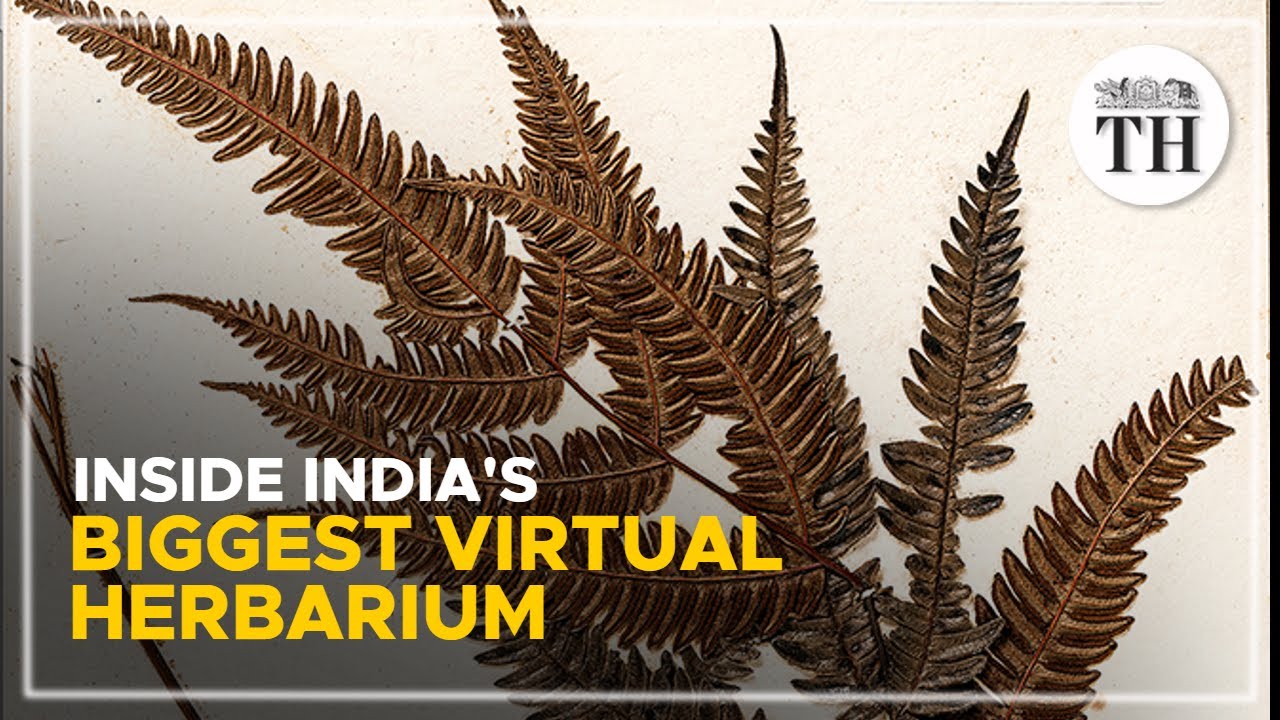 Inside India's biggest virtual herbarium | The Hindu