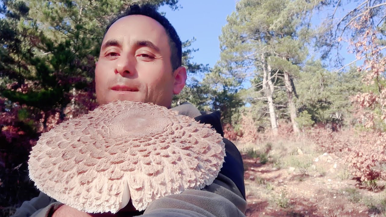 Yok böyle bir mantar / Diken mantarı / Şemsiye Mantarı / Gavcar mantarı / Mantar toplama/ MUSHROOMS