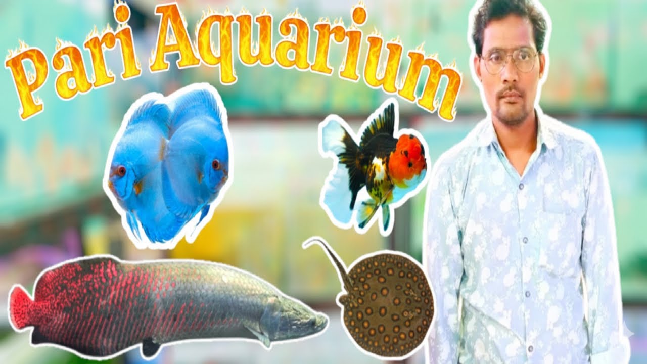 Exotic Aquarium Fish Stock || With Price || At Pari Aquarium || Kurla || Mumbai ||