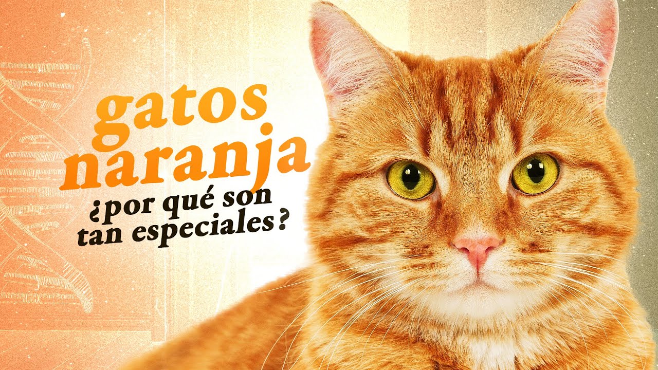 Los GATOS NARANJA son diferentes 🐈🧡 | ¿Qué dice la ciencia? 📚