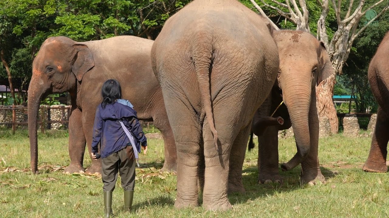 Любовь Тонг Э к Леку приводит к игре в прятки — ElephantNews