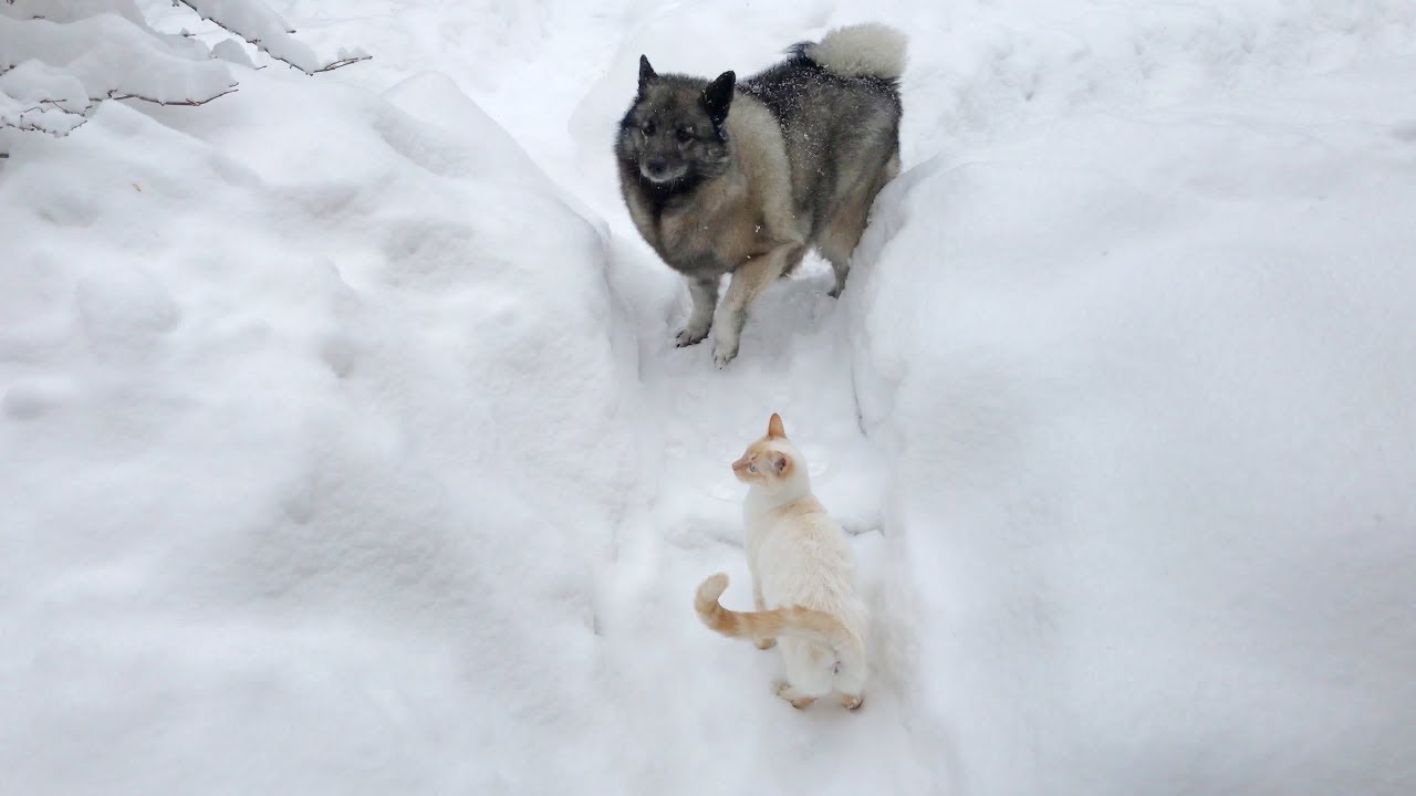 Epic Snowstorm at Sequim-Dungeness &ndash; Day 2, Part 1
