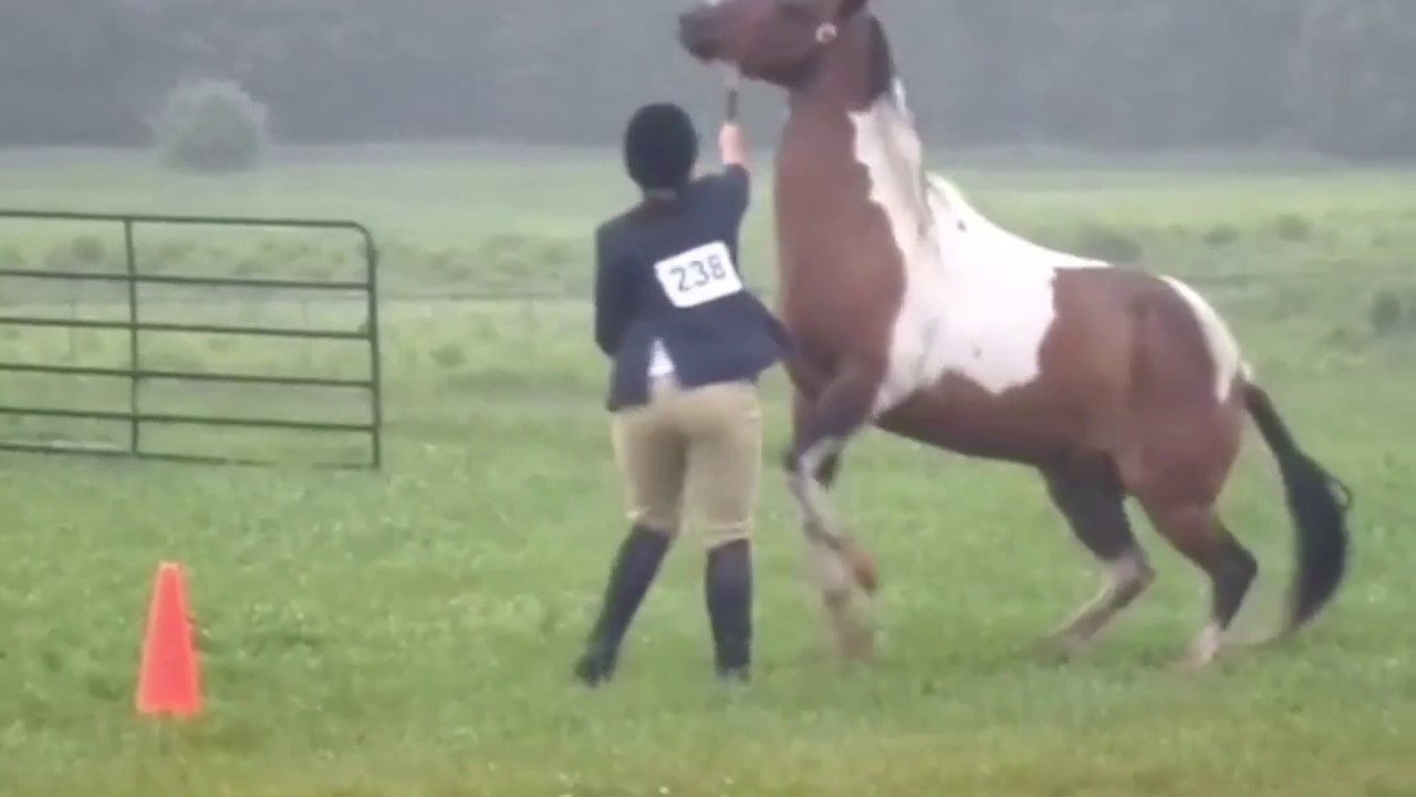 horse fails and falls compilation!