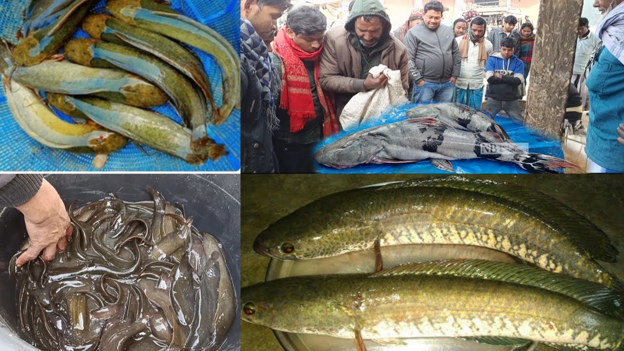 OMG! आज की सबसे ताज़ा Singhi Machhali Mandi Live Sale 😱 | देखिए सिंगी मछली का नया भाव! 🐟 | Big Fish 
