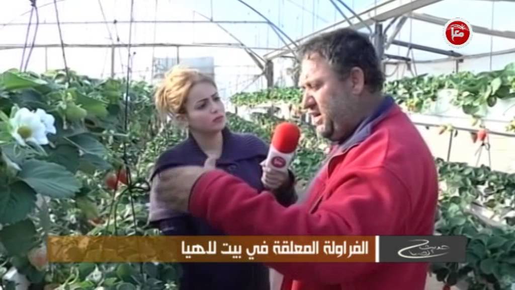 برنامج حديث الصباح -  الفراولة المعلقة في بيت لاهيا - 25/2/2016