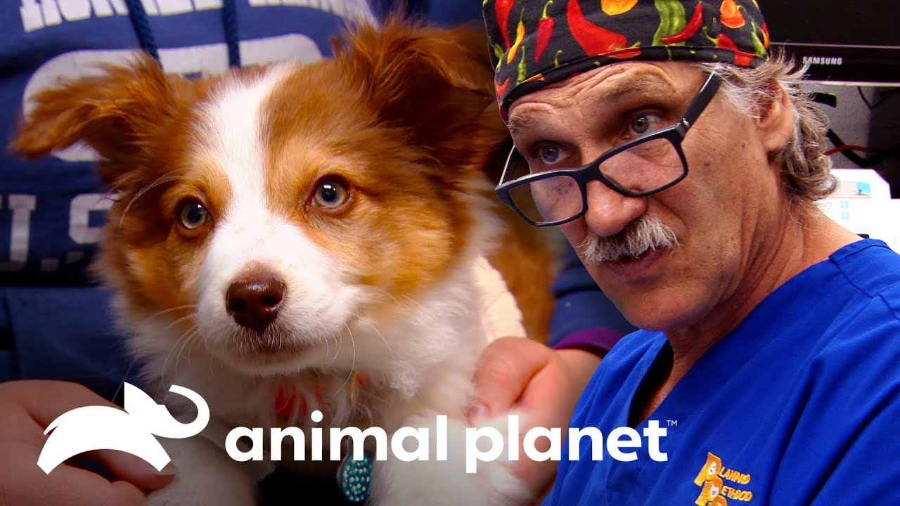 Una cirugía arriesgada para un cachorrito | Dr. Jeff, Veterinario | Animal Planet