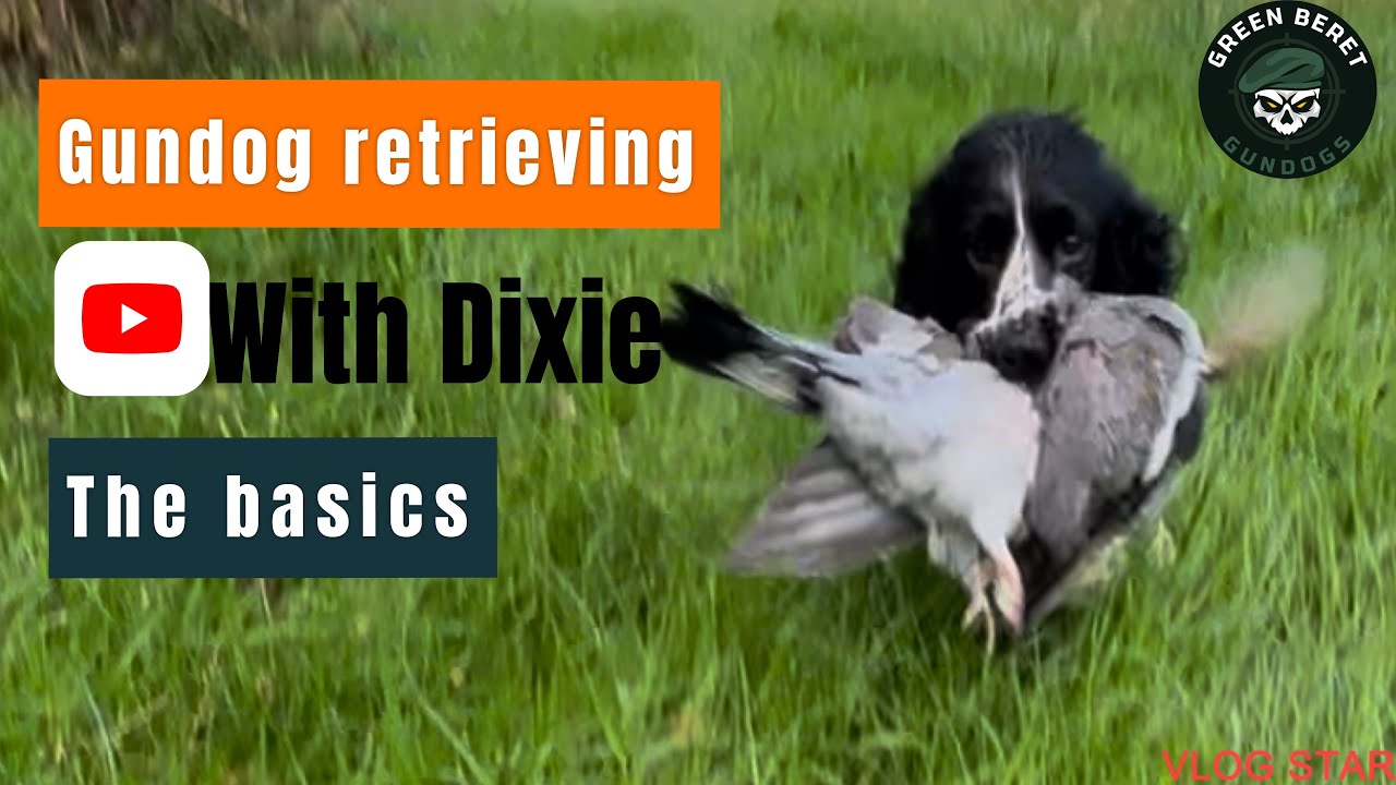 Gundog retrieving covering the basics PART 1