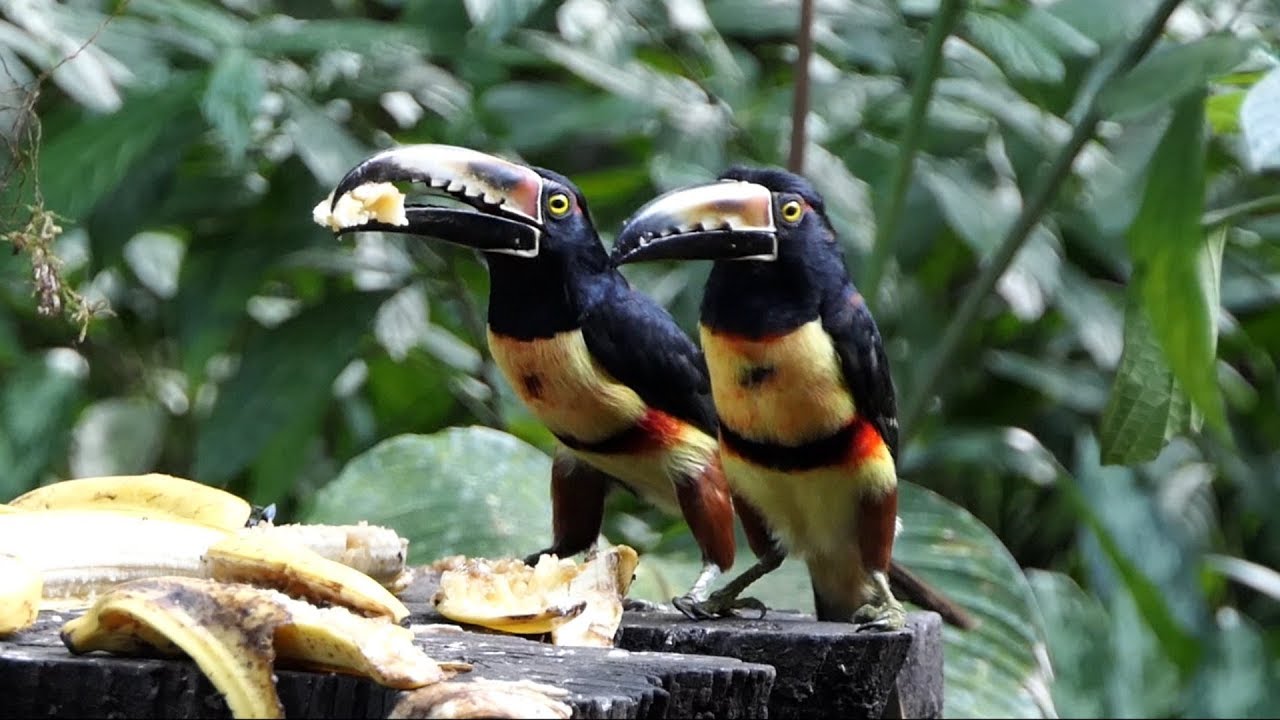 Collared Ara&ccedil;ari in Costa Rica