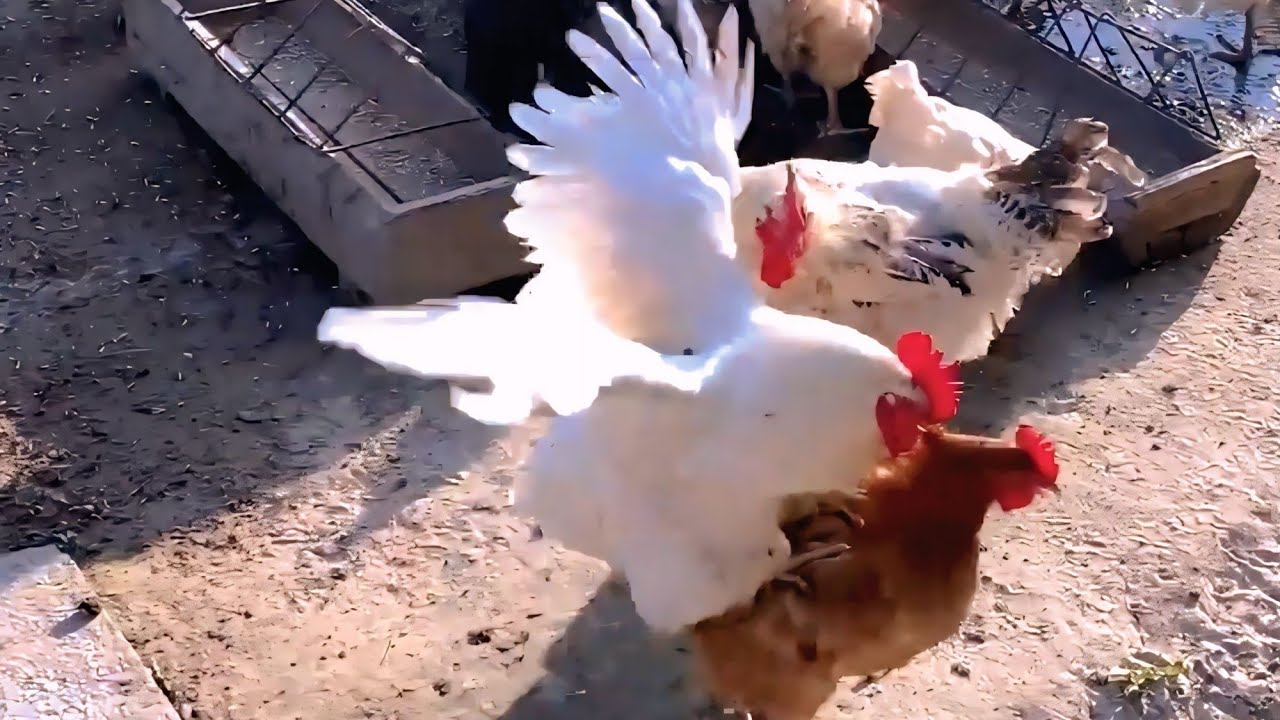 Love Season on the Farm | Animal Mating & Breeding Moments in Nature