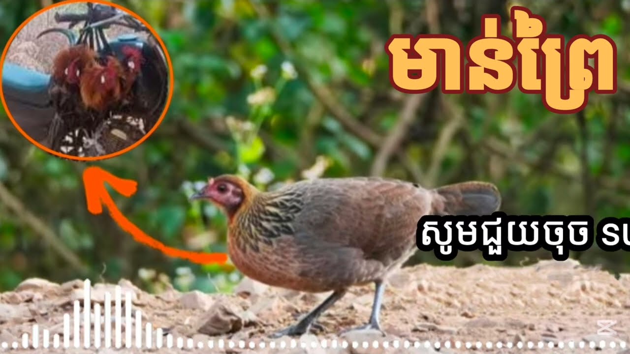 សំឡេងមាន់ព្រៃធ្នាក់មេ ធានាដេញ100% Ep 44 /The sound of wild chickens