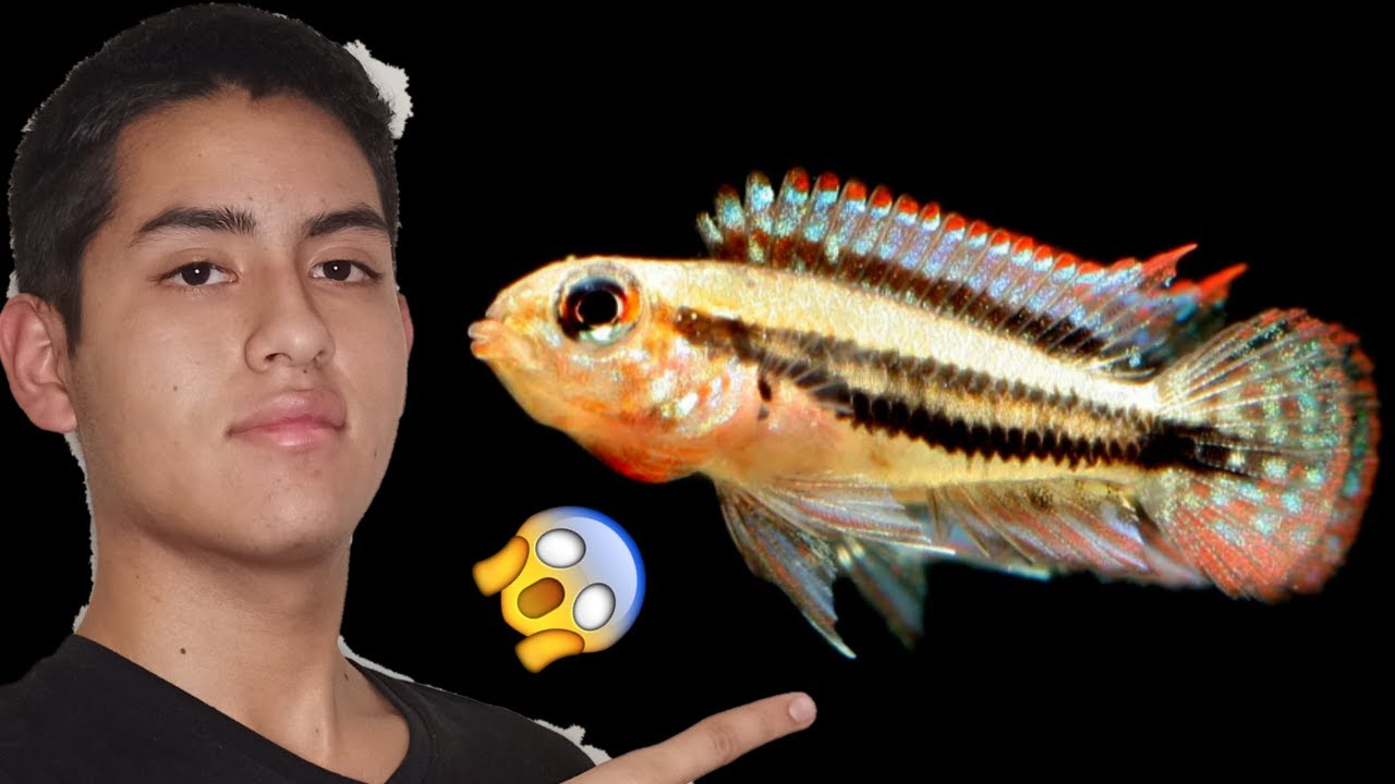 🤜😱 CICLIDOS pacificos【enanos】para ACUARIO COMUNITARIO 😍🤛