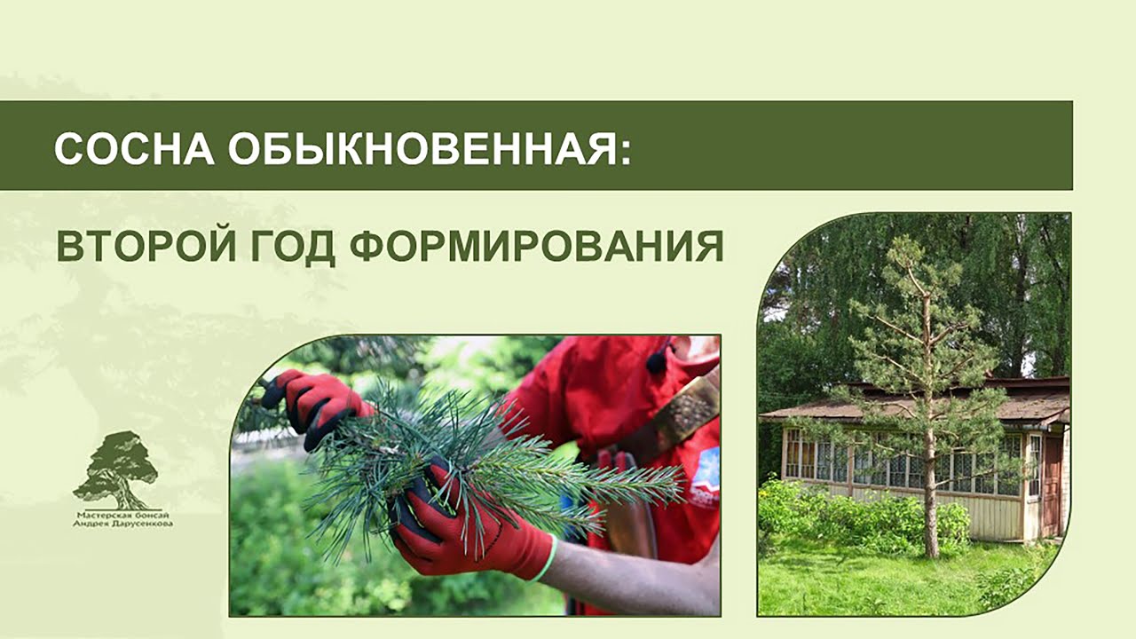 Сосна обыкновенная: второй год формирования