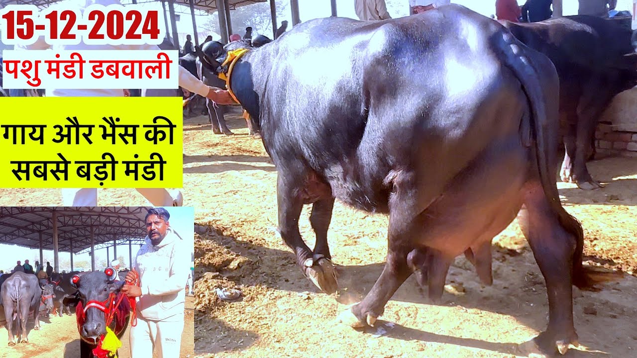 15-12-2024 पशु मंडी डबवाली हरियाणा और पंजाब की सबसे बड़ी मंडी #manishdhendwal