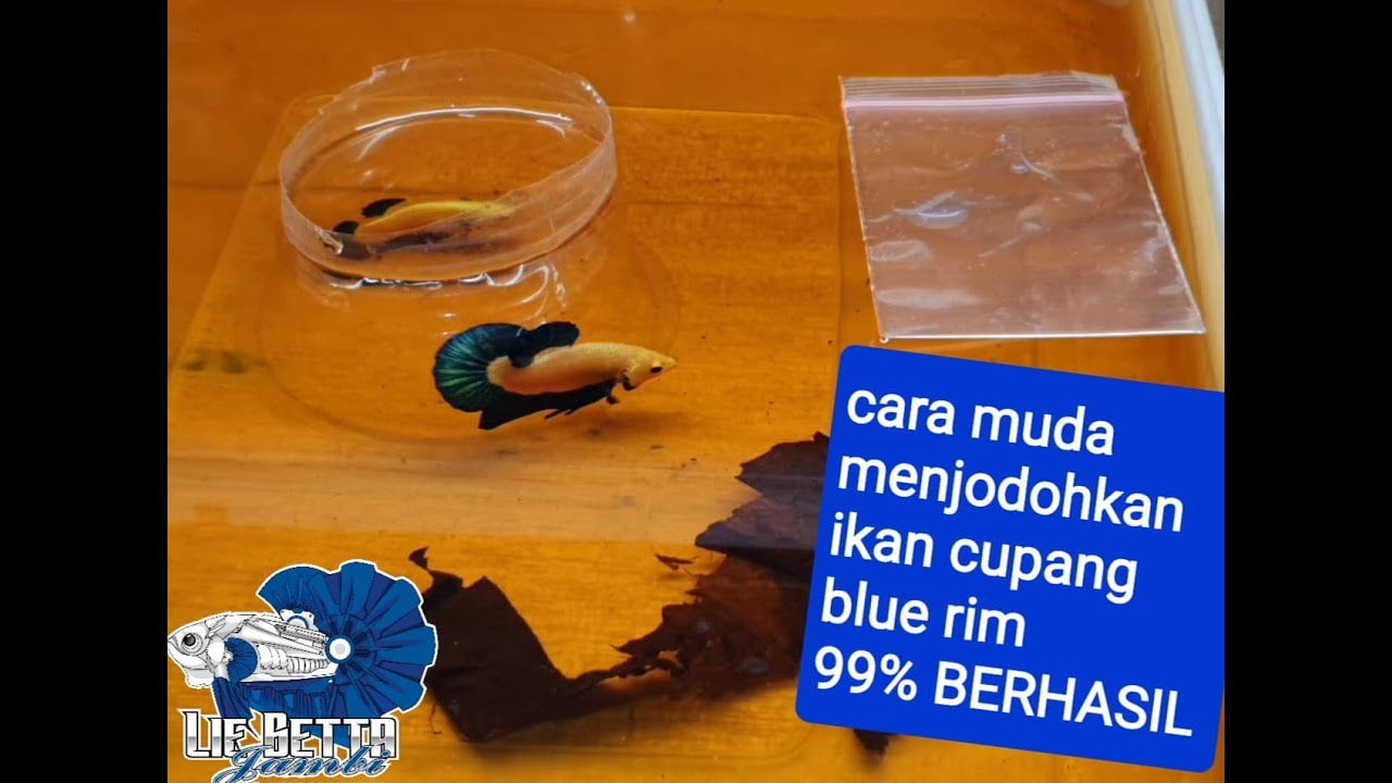 #4 CARA MUDA MENJODOHKAN IKAN CUPANG BLUE RIM 99% BERHASIL