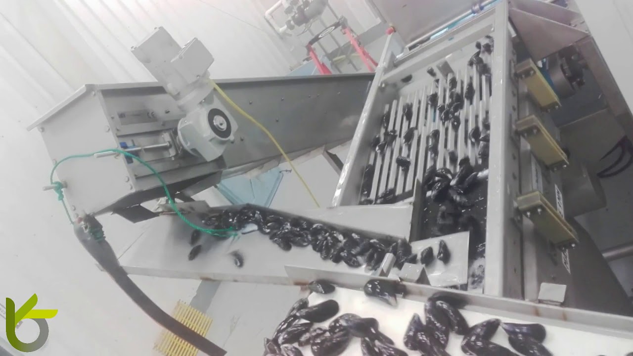 Optimum Sorting mussels