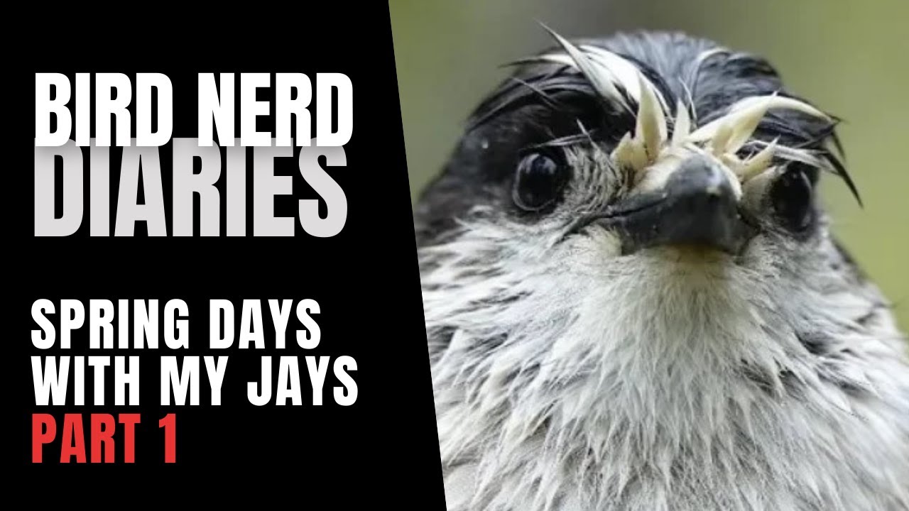 Spring Days With My Jays  Part 1 | Bird Nerd Diaries