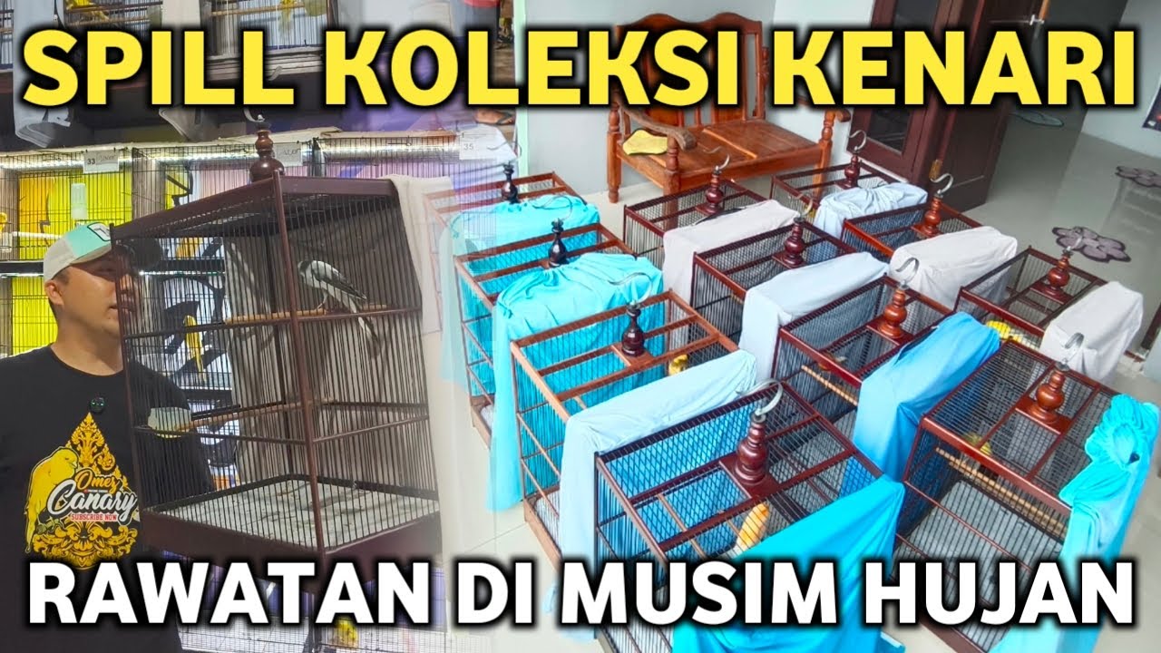 REVIEW KOLEKSI KENARI‼️TIPS KIRIM BURUNG DAN RAWATAN DI MUSIM HUJAN