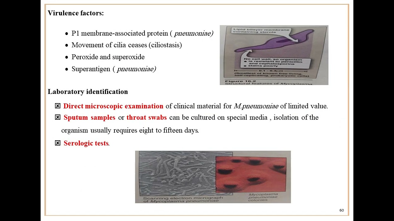 lecture 15  Mycoplasma مادة احياء مجهرية/ المرحلة الثانية / قسم تقنيات المختبرات الطبية