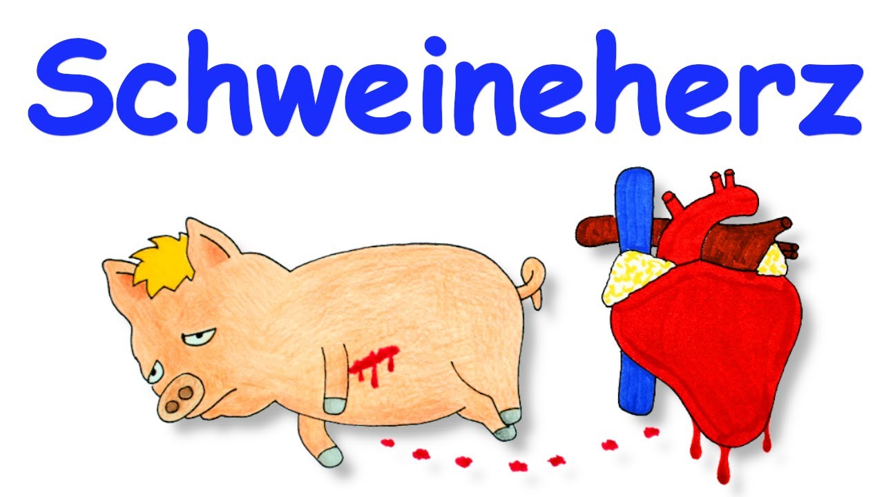 Schweineherz wurde in Menschen transplantiert!