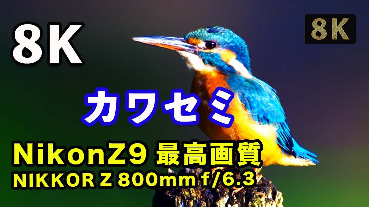 【Nikon Z9 野鳥】「カワセミ（Kingfisher）」で最高画質8k映像（8.3k60fps RAW）を検証、レンズ「NIKKOR Z 800mm f/6.3 VR S」