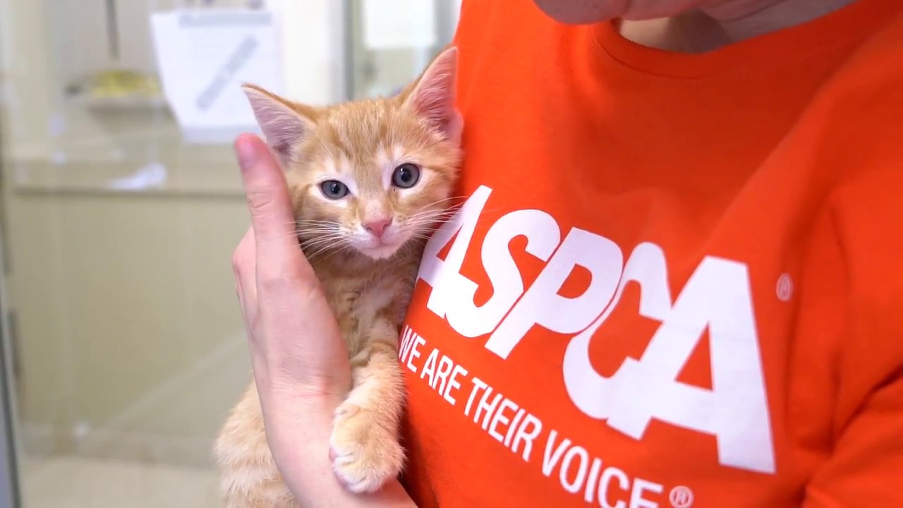 Ask the ASPCA: I Just Adopted a Kitten&hellip; Now What?