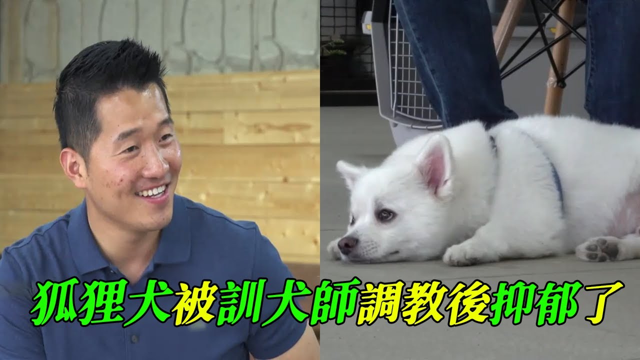 狐狸犬被教訓後變得抑郁，訓犬師為它制定特別方案，毛孩子再次找到了生命的意義