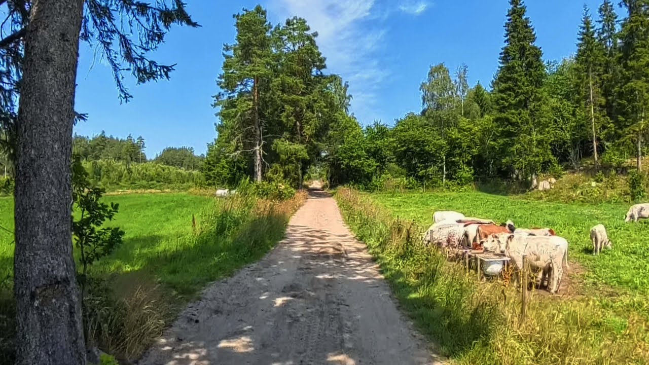 Triking my Favorite Gravel Road #360 #cycling #norway