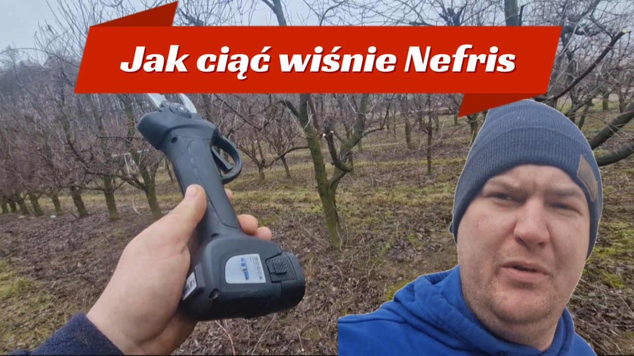 Cięcie wiśni Nefris, które daje super efekty!