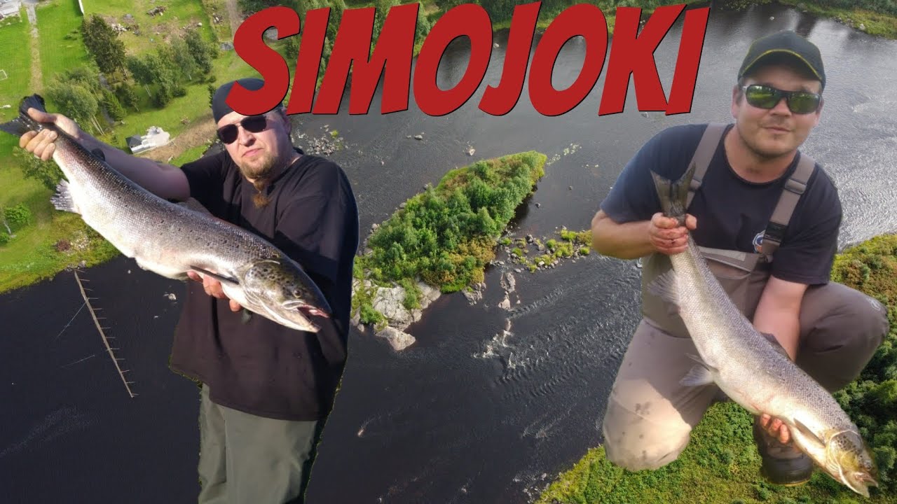 Lohta etsimässä | Lohi | Simojoki | Perhokalastus | Kalastus