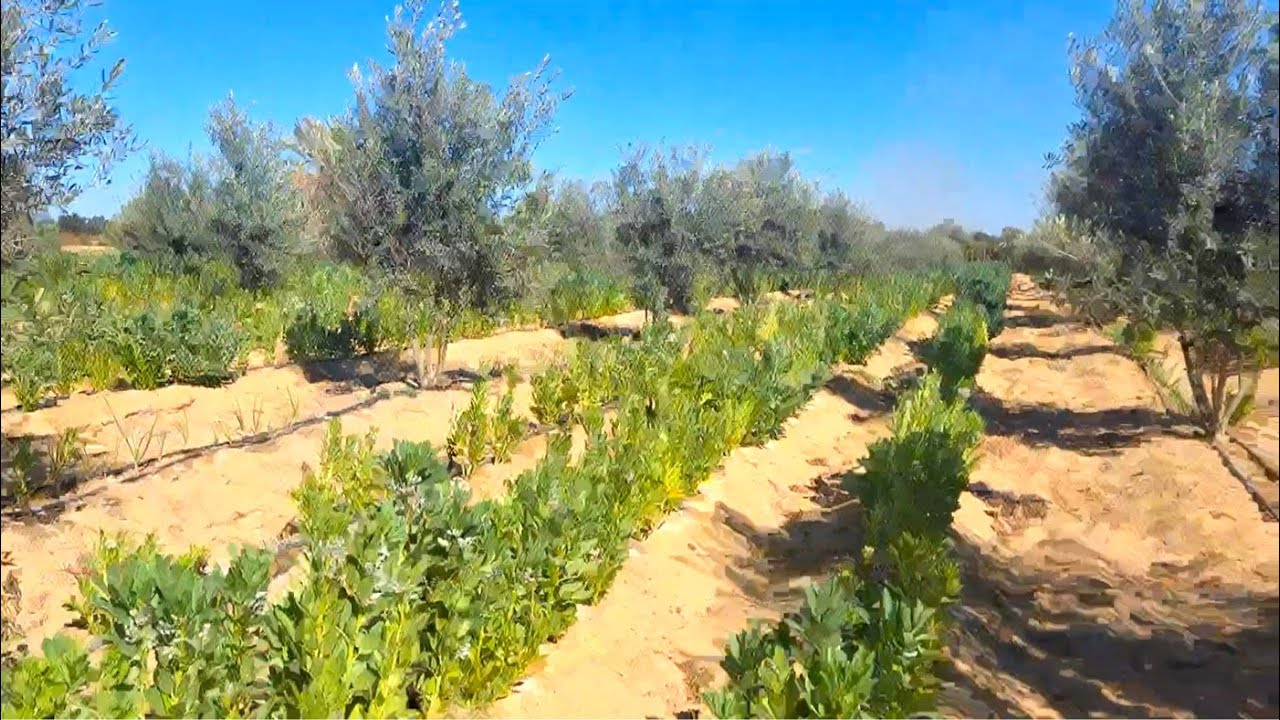 مزرعة للبيع 4 فدان تزرع كل الفواكه و المحاصيل في وادي النطرون طريق مصر اسكندرية الصحراوي