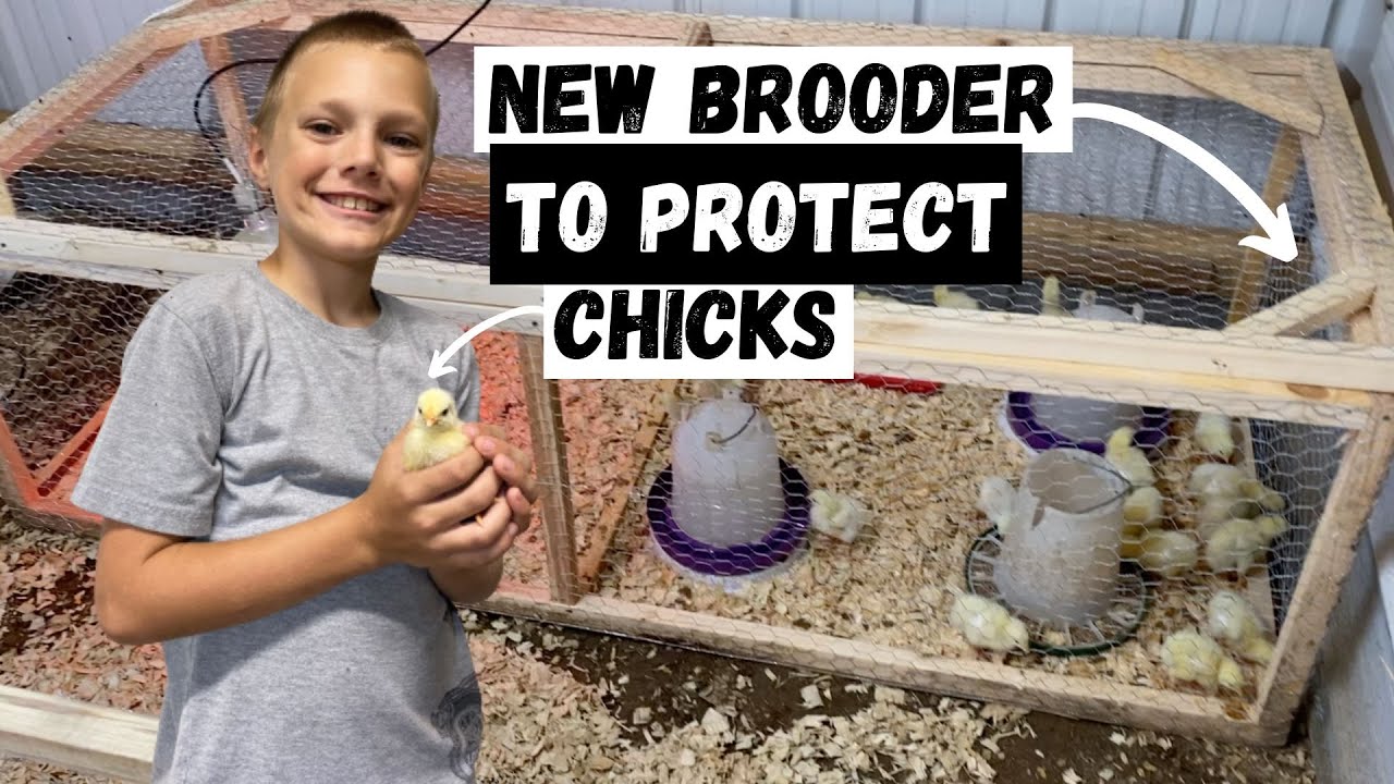 Protecting our Cornish Cross Chicks from Predators!