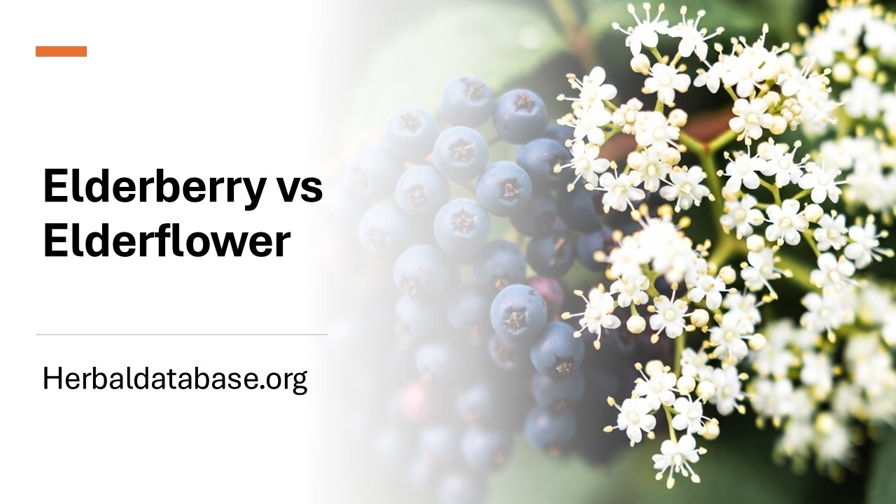 Elderberry vs Elderflower