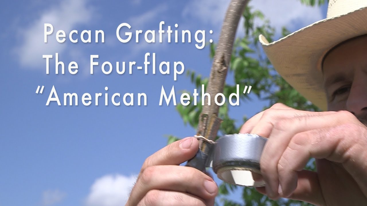 Pecan Tree Grafting: Four- flap (Banana) Graft, 