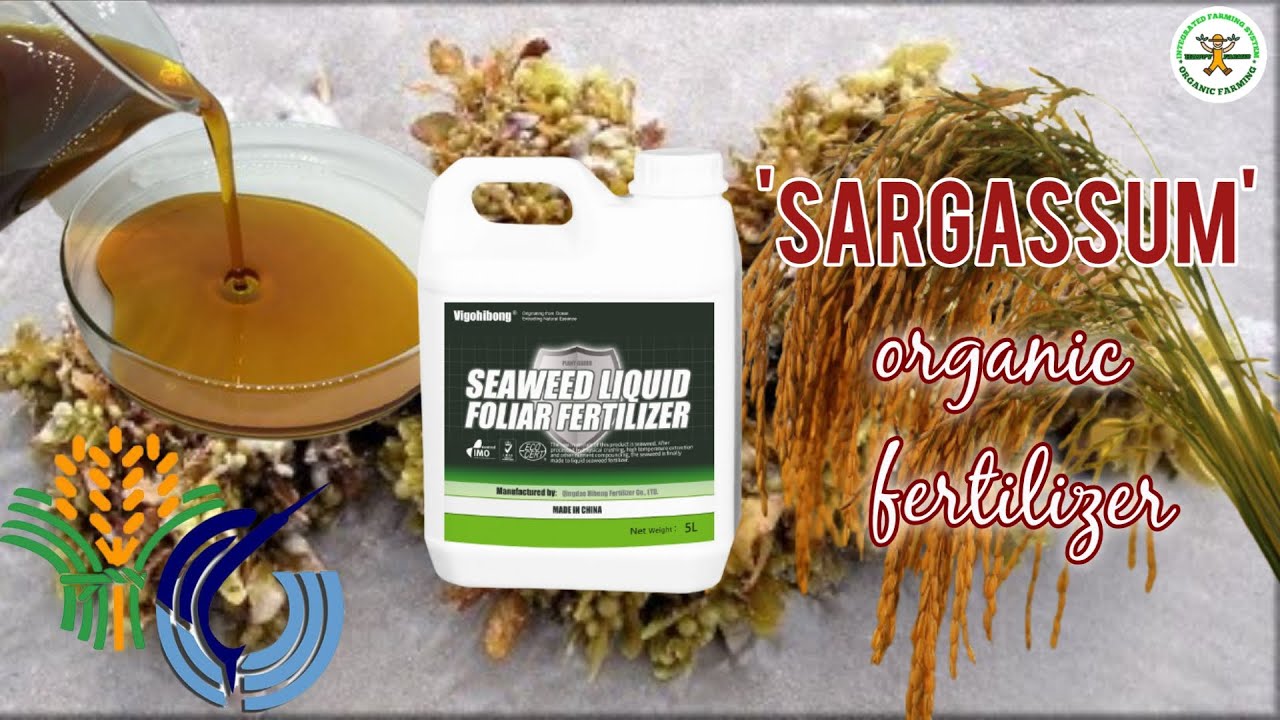 Sargassum | Seaweed Liquid Foliar Fertilizer | Organic Fertilizer