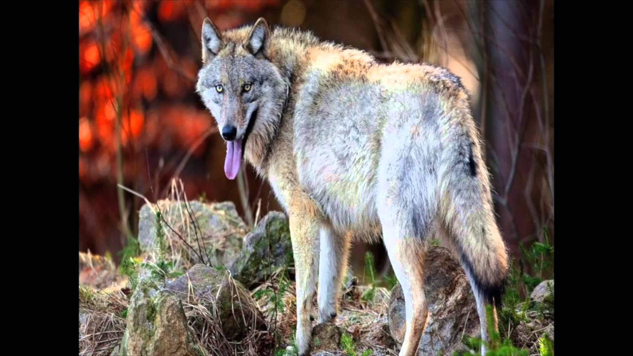 Earthwatch Debate - Rewilding the UK