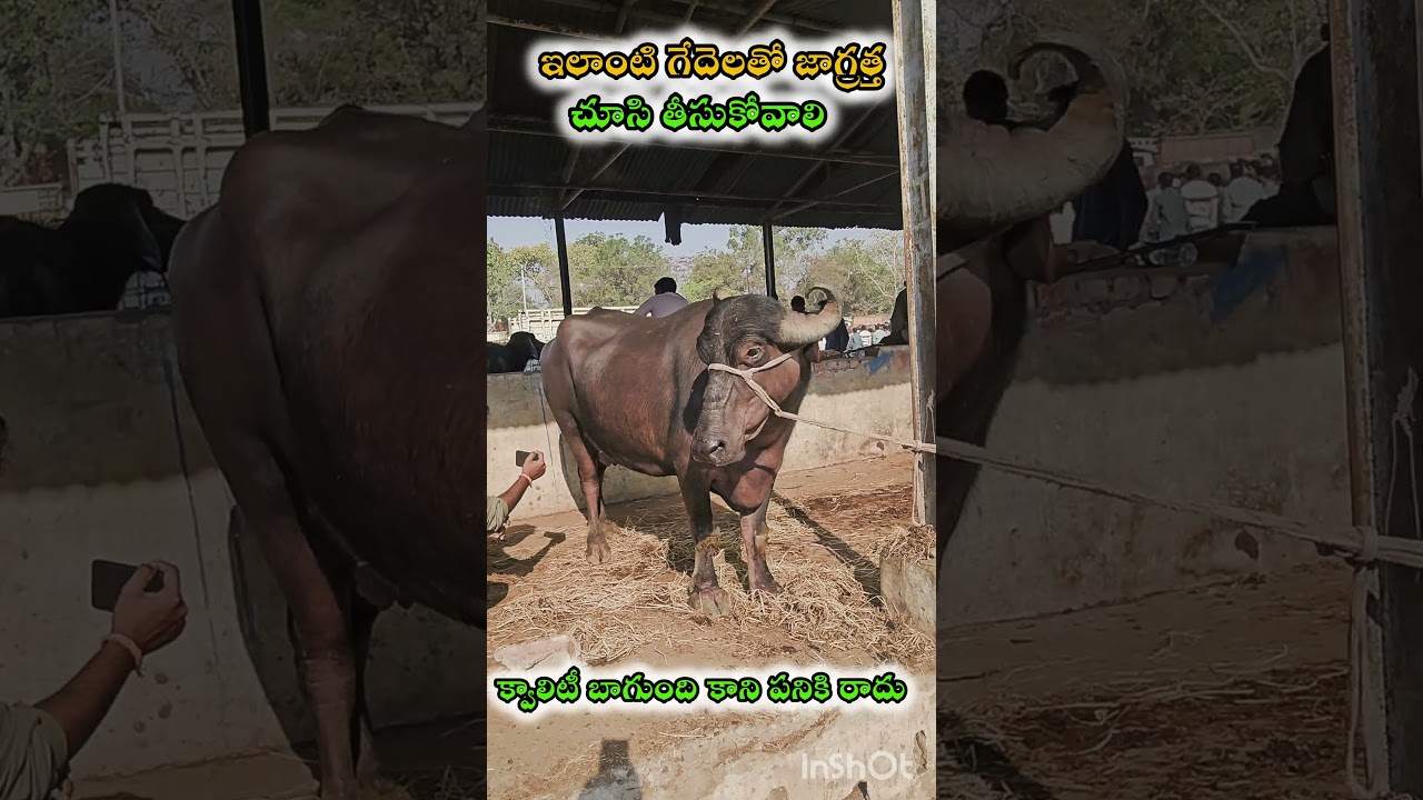 ERRAGADDA BUFFALO MARKET || ఎర్రగడ్డ గేదెల మార్కెట్ || #dairyfarming #erragadda​ #sundaymarket #agri
