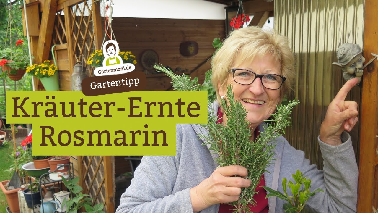 Kräuterbeet: Rosmarin ernten und trocknen - Kräuterernte Ende Mai, Vorratskammer
