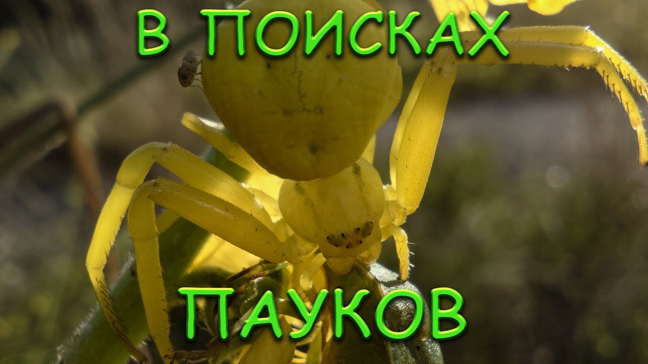 В поисках пауков и насекомых 2022
