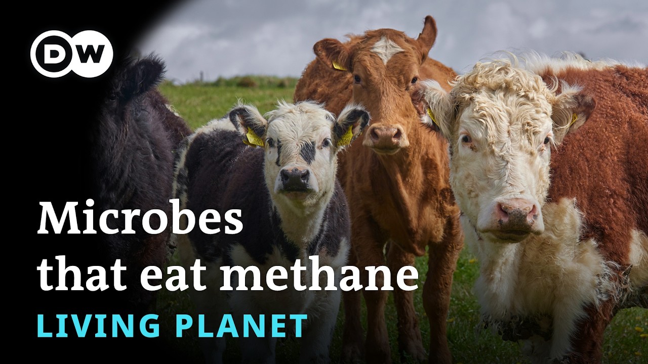 Methane: a potent greenhouse villain | Living Planet Podcast