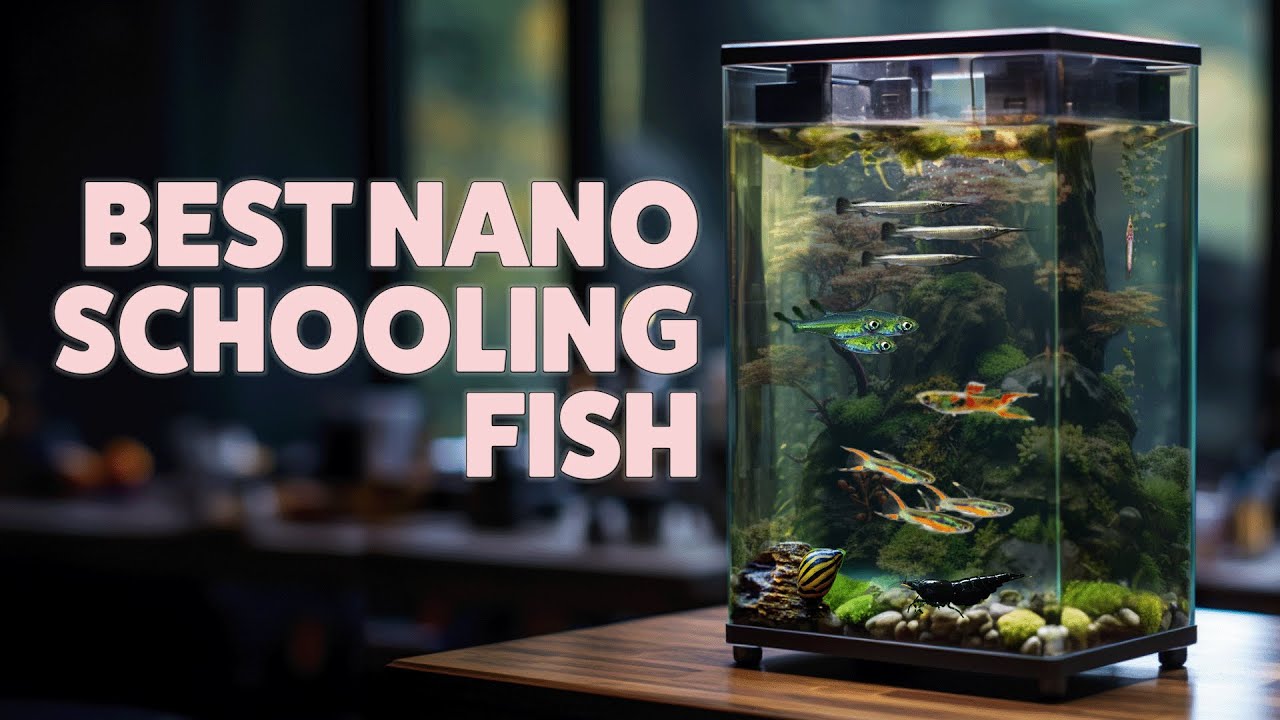 These Tiny Schooling Fish Create Stunning Nano Tanks