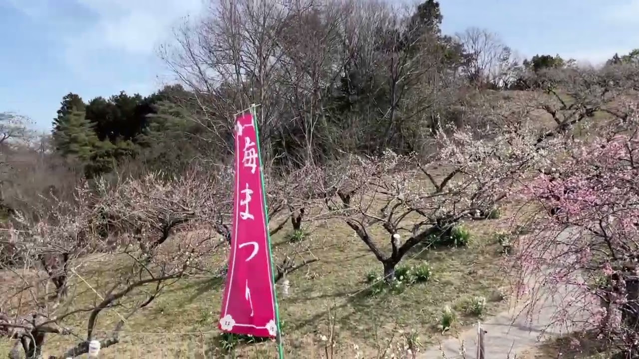20260223 三原満汐梅林　梅まつり